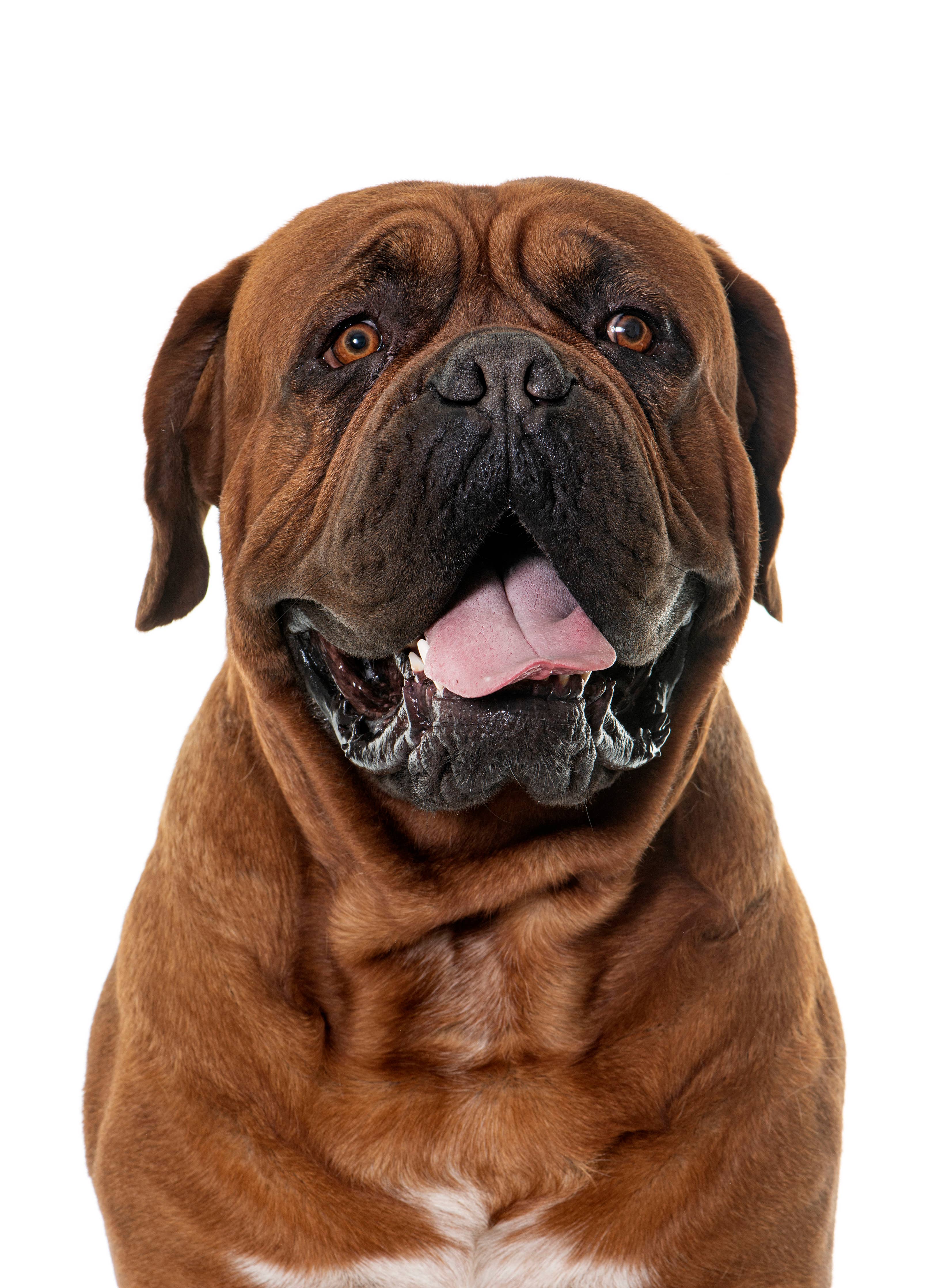 Balm Diggity Dog | Wrinkle Relief